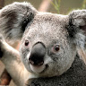 Meet your Posher, Joe